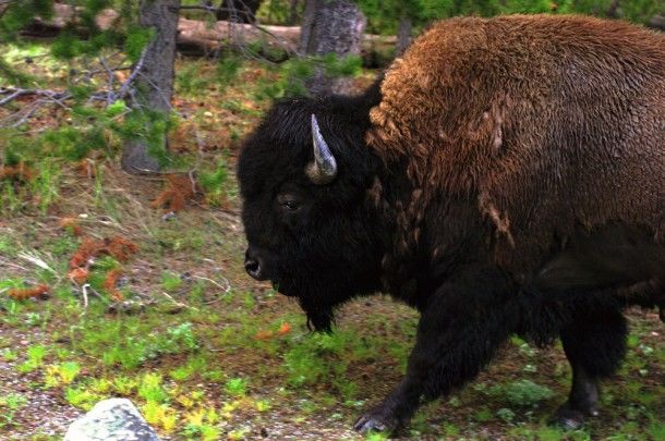 Photo of Details About Planning a Trip to Yellowstone National Park That No One Will Tell You 2/9 by Katya Laroche