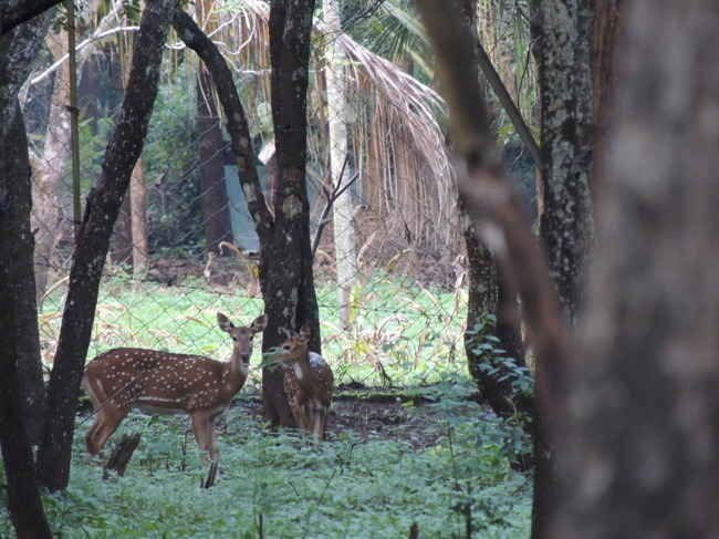 Photo of Munnar, Kerala, India by Deepanvita Sharma