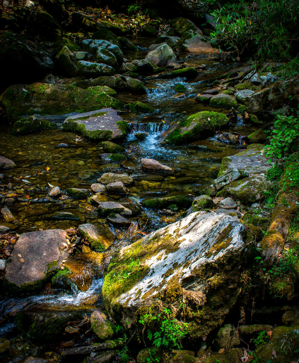 Photo of Chopta Chandrashila Trek: Paradise for Nature lovers by Siddharth Parashari