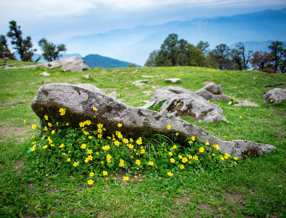 Photo of Chopta Chandrashila Trek: Paradise for Nature lovers by Siddharth Parashari