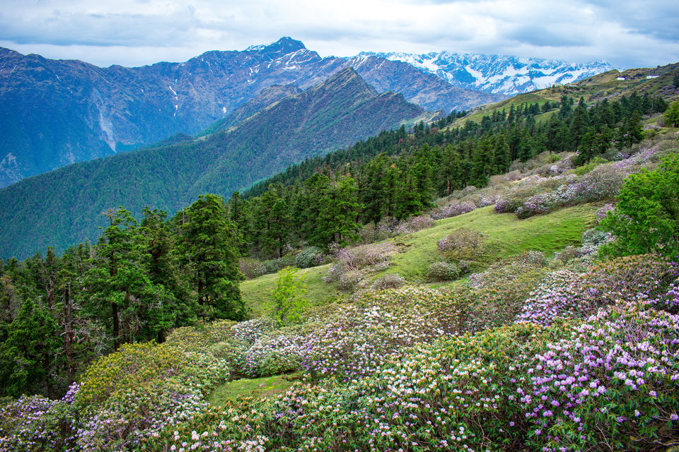 Photo of Chopta Chandrashila Trek: Paradise for Nature lovers by Siddharth Parashari
