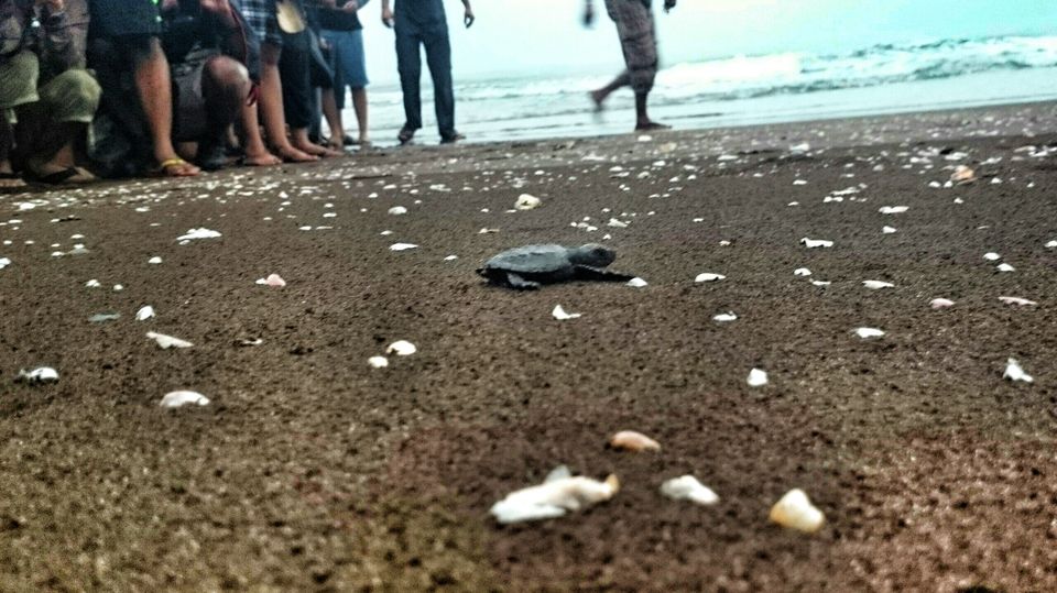 Photo of Road trip to Turtle festival : Velas & Harihareshwar 5/11 by Manish