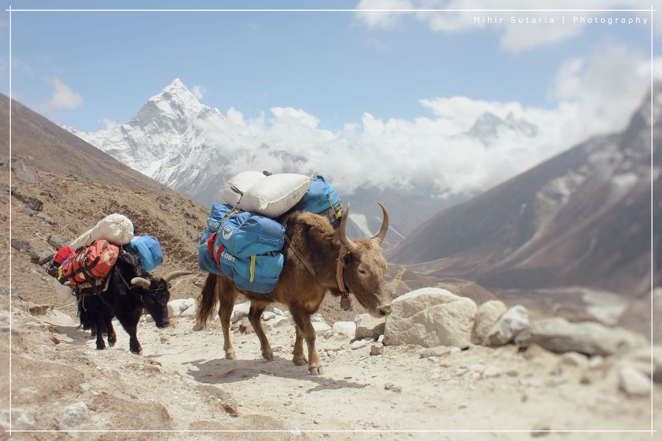 Photo of What is your Everest..?? by Mihir Sutaria