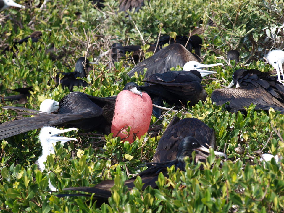 Photo of Frigate Bird Sanctuary, Barbuda, Antigua and Barbuda by Claire Frank