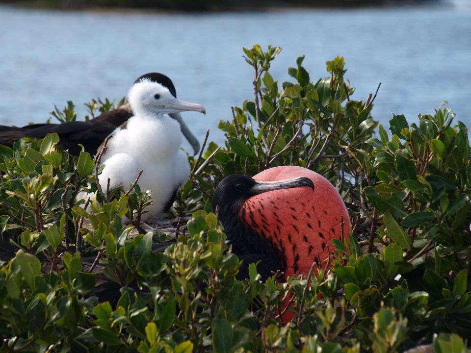 Photo of Frigate Bird Sanctuary, Barbuda, Antigua and Barbuda by Claire Frank