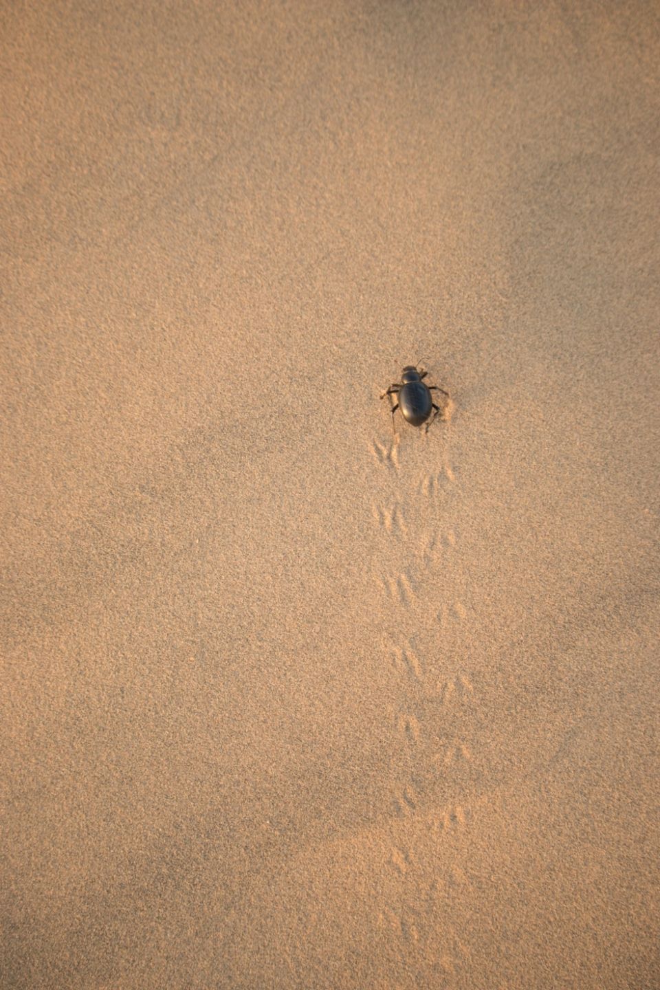 Photo of Khuri Sandunes, Dhoba, Rajasthan, India by Himanshu Aggarwal