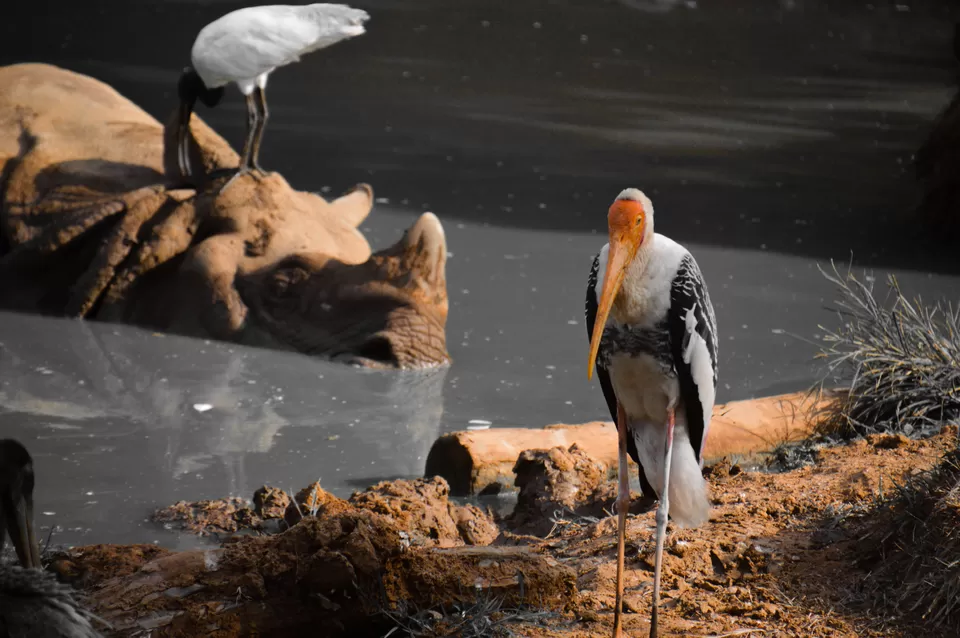 Photo of Indira Gandhi Zoological Park, near Dairy Farm, Yendada, Visakhapatnam, Andhra Pradesh, India by Subhadeep Debnath