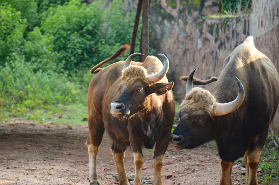 Photo of Indira Gandhi Zoological Park, near Dairy Farm, Yendada, Visakhapatnam, Andhra Pradesh, India by Subhadeep Debnath