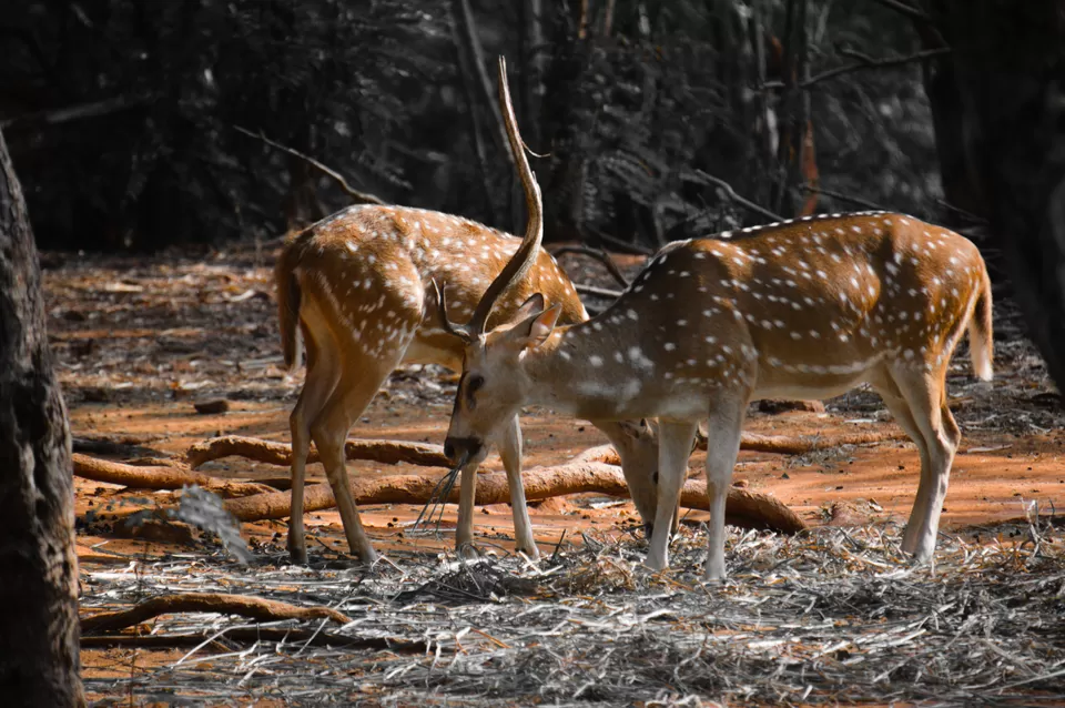 Photo of Indira Gandhi Zoological Park, near Dairy Farm, Yendada, Visakhapatnam, Andhra Pradesh, India by Subhadeep Debnath
