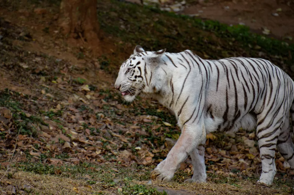 Photo of Indira Gandhi Zoological Park, near Dairy Farm, Yendada, Visakhapatnam, Andhra Pradesh, India by Subhadeep Debnath