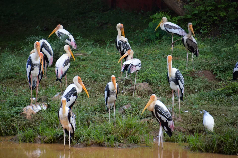 Photo of Indira Gandhi Zoological Park, near Dairy Farm, Yendada, Visakhapatnam, Andhra Pradesh, India by Subhadeep Debnath