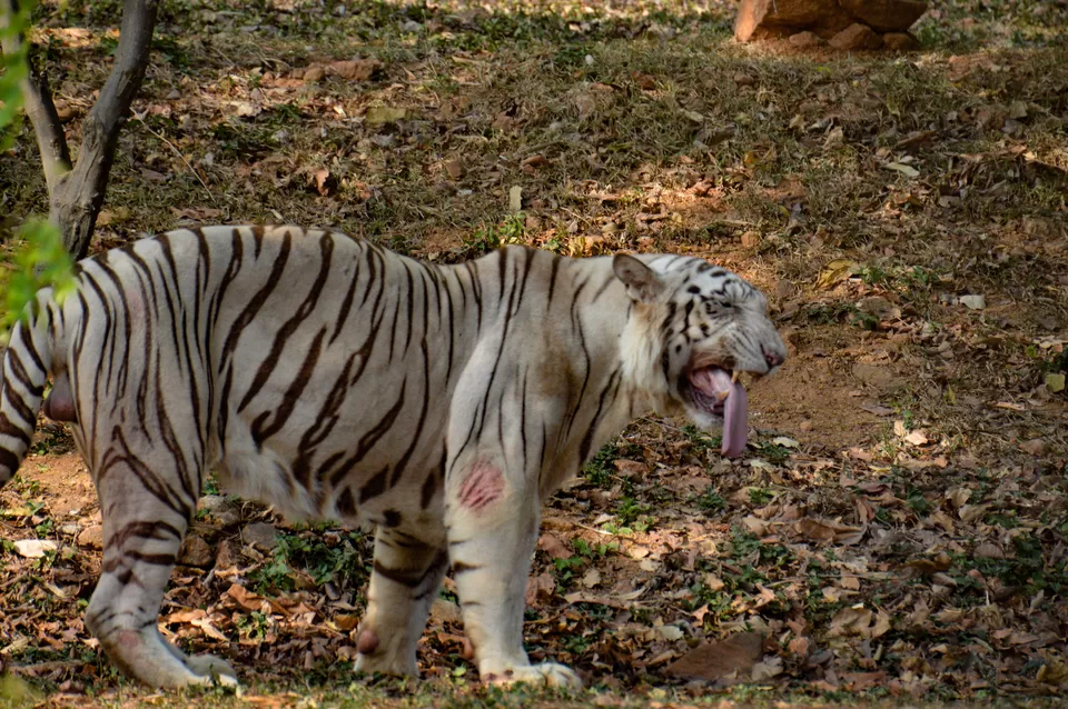 Photo of Indira Gandhi Zoological Park, near Dairy Farm, Yendada, Visakhapatnam, Andhra Pradesh, India by Subhadeep Debnath