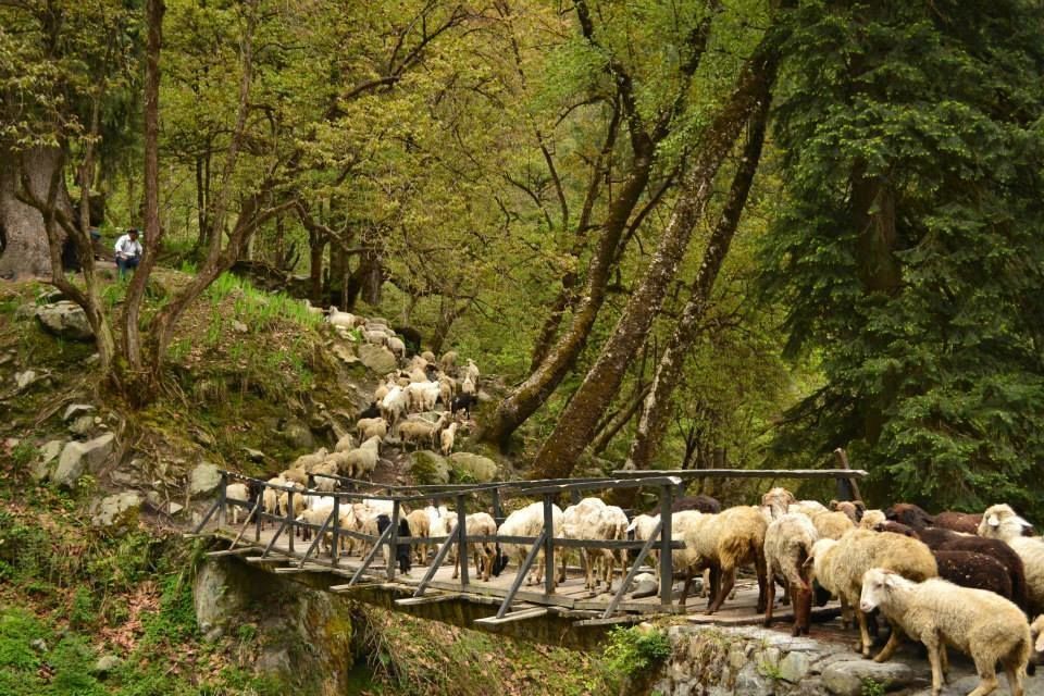Photo of Story of a Himalayan dream called Sar Pass 4/32 by Vachana Shetty