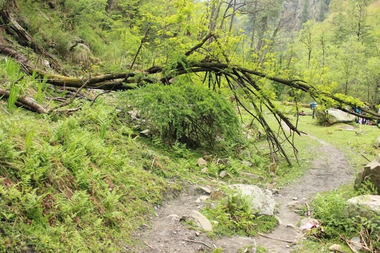 Photo of Story of a Himalayan dream called Sar Pass 2/32 by Vachana Shetty