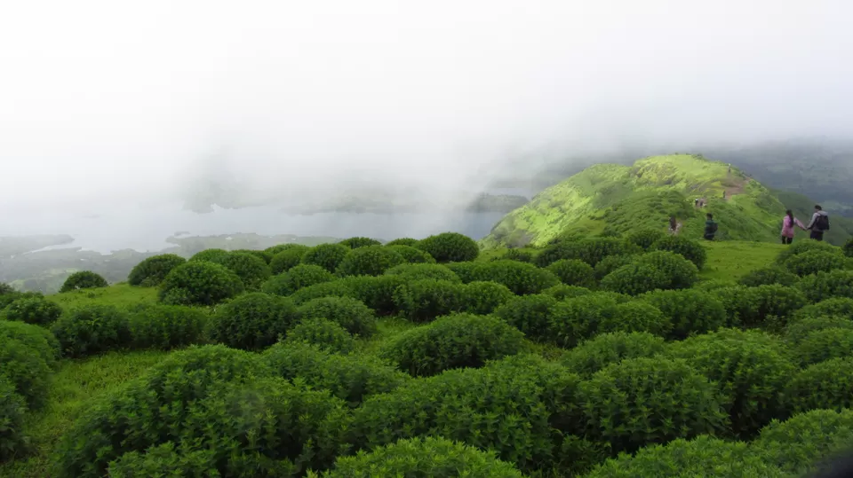 Photo of Torna Fort, Torna Foot Road, Charhat Wadi, Maharashtra, India by Vachana Shetty