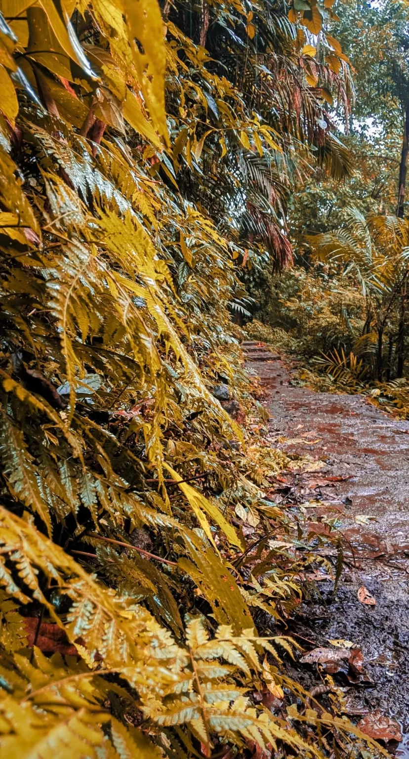 Photo of Cherrapunjee, Meghalaya, India by Dhiren Bhagtani