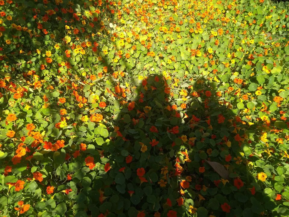 Photo of A day in Udaipur. 8/14 by Monalisa dungdung