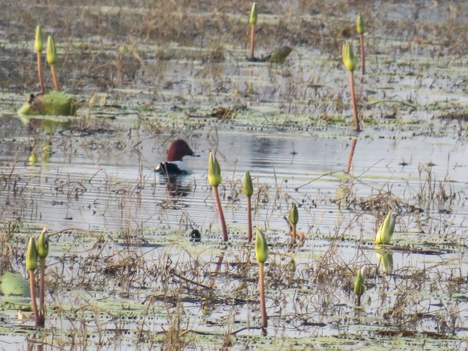 Photo of Paraswada lake@ Gondia by Nikita Saxena