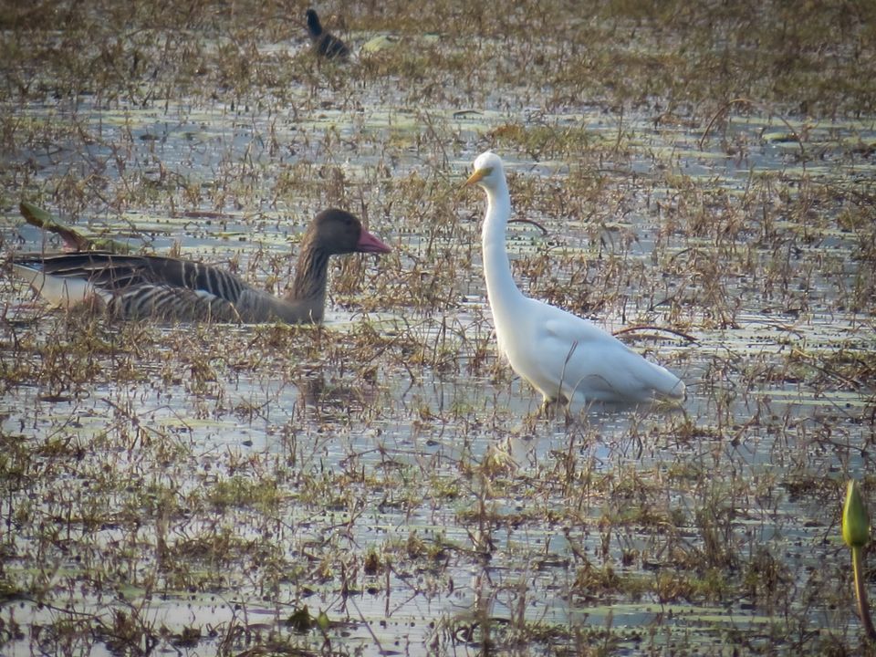 Photo of Paraswada lake@ Gondia by Nikita Saxena
