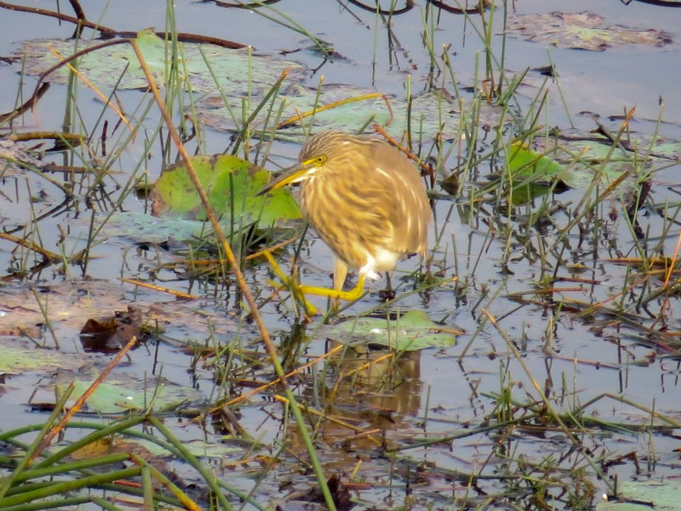 Photo of Paraswada lake@ Gondia by Nikita Saxena