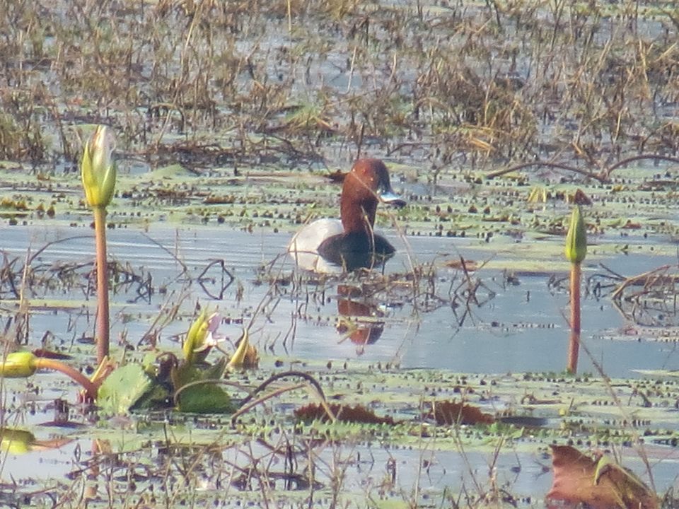 Photo of Paraswada lake@ Gondia by Nikita Saxena