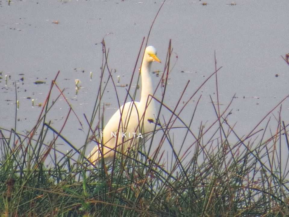 Photo of Paraswada lake@ Gondia by Nikita Saxena
