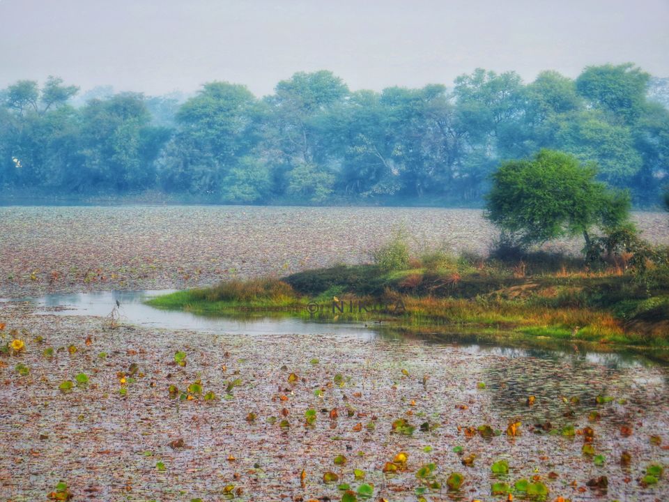 Photo of Paraswada lake@ Gondia by Nikita Saxena