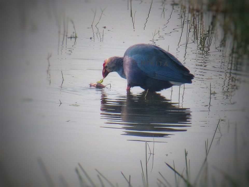 Photo of Paraswada lake@ Gondia by Nikita Saxena