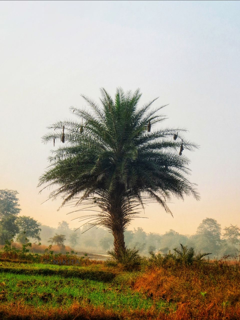 Photo of Paraswada lake@ Gondia by Nikita Saxena