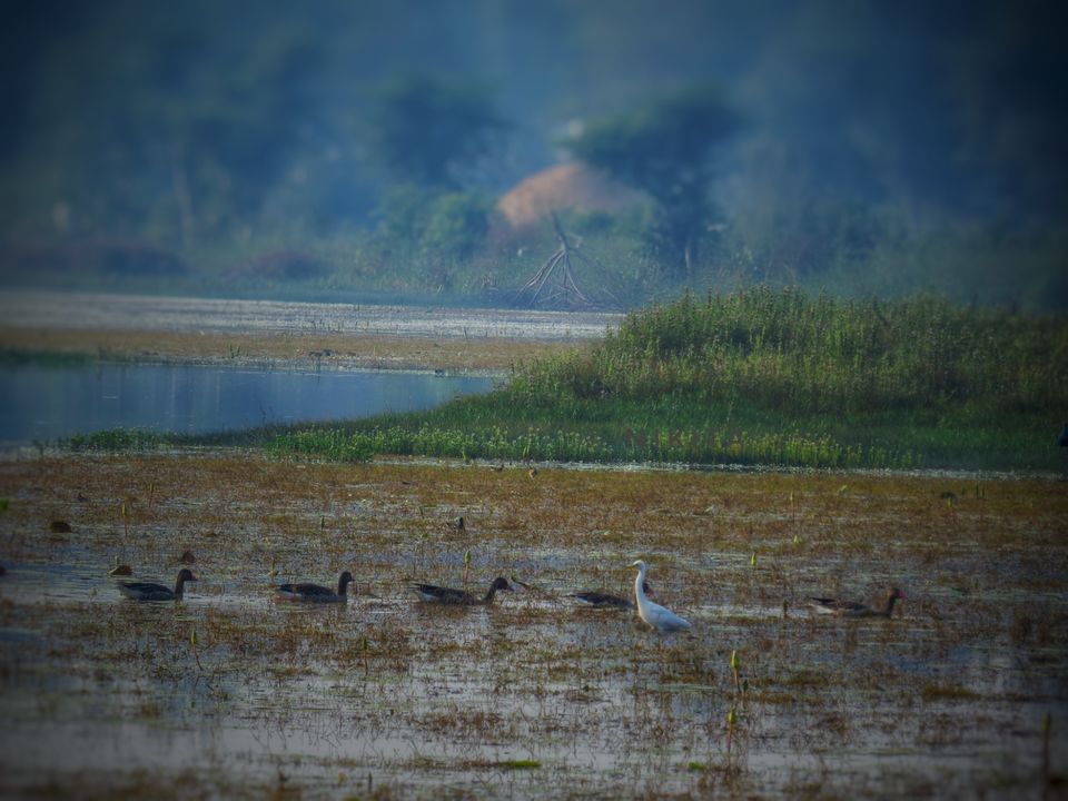 Photo of Paraswada lake@ Gondia by Nikita Saxena
