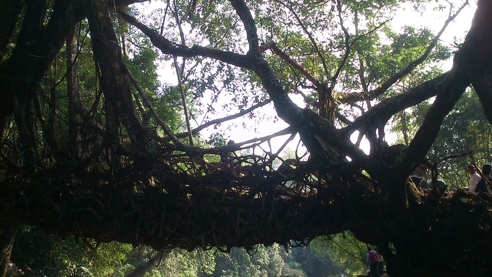 Photo of Solo sojourn – Gangtok, Shillong, Kaziranga 5/12 by Vaibhav Khandelwal