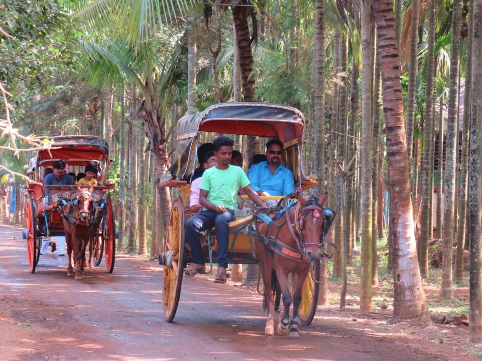 Photo of North Karnataka's Green Heaven: Trip To Agadi Thota 15/17 by TrippyShip
