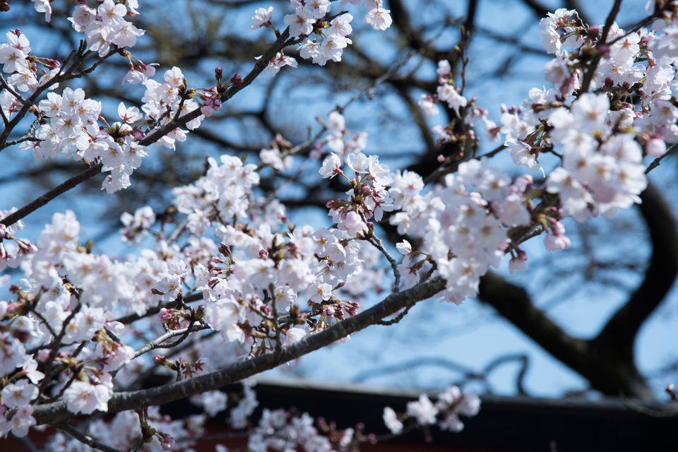 Photo of 10 Beautiful Japanese Words for Cherry Blossom Season 3/3 by TrippyShip