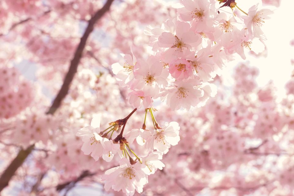 Photo of 10 Beautiful Japanese Words for Cherry Blossom Season 1/3 by TrippyShip