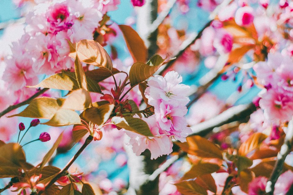 Photo of 10 Beautiful Japanese Words for Cherry Blossom Season 2/3 by TrippyShip