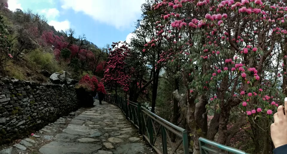 Photo of Trip to Chopta -Tungnath - Deoriatal by Dr. Vishal Verma