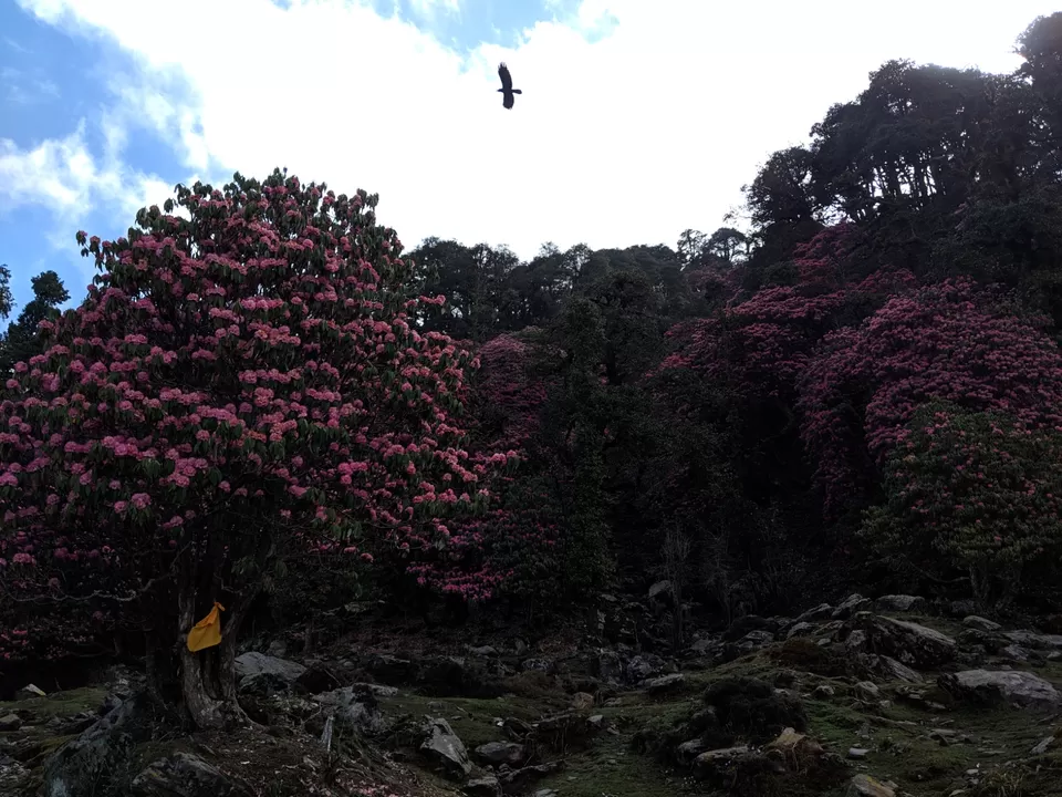 Photo of Trip to Chopta -Tungnath - Deoriatal by Dr. Vishal Verma