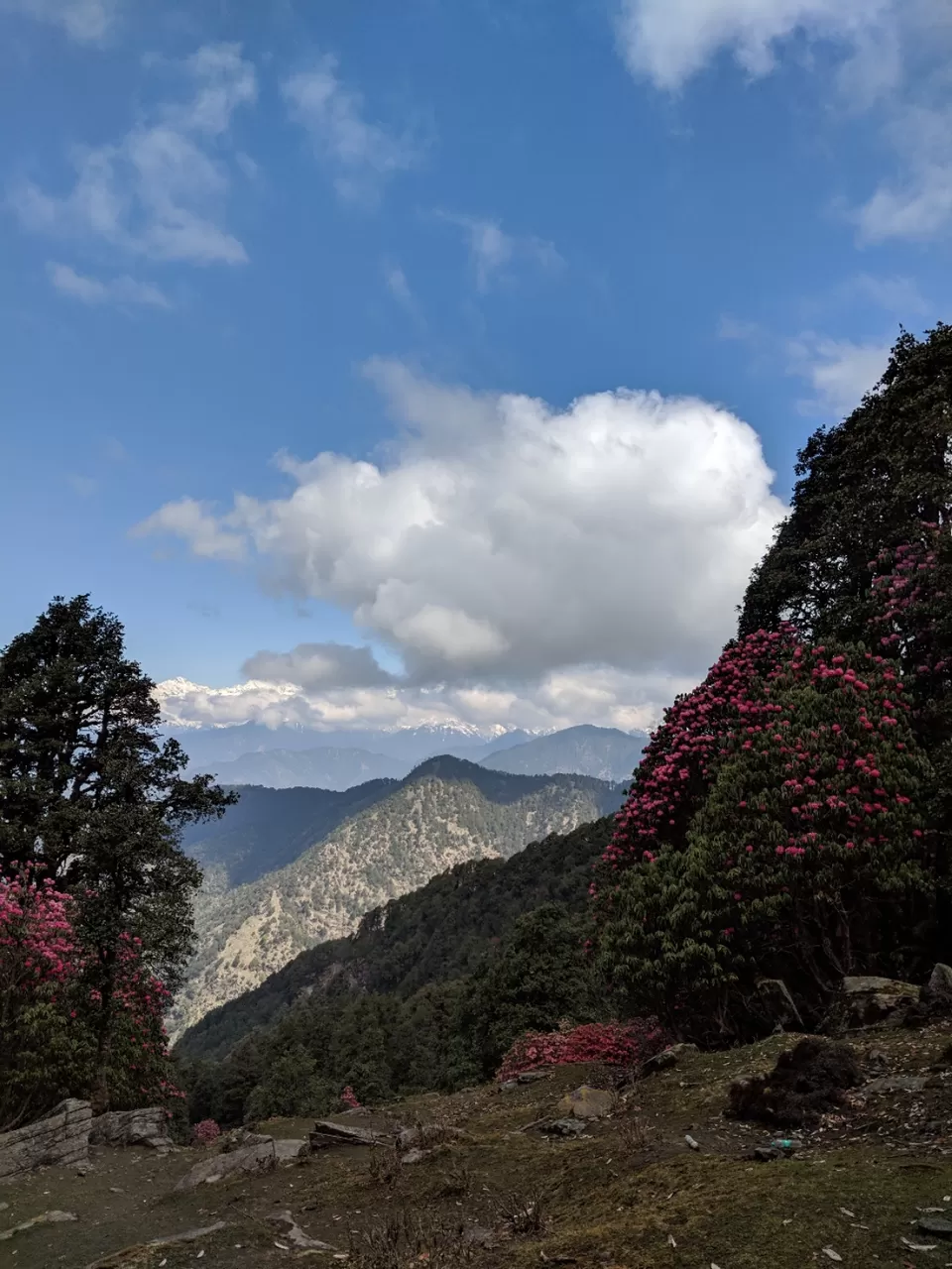 Photo of Trip to Chopta -Tungnath - Deoriatal by Dr. Vishal Verma