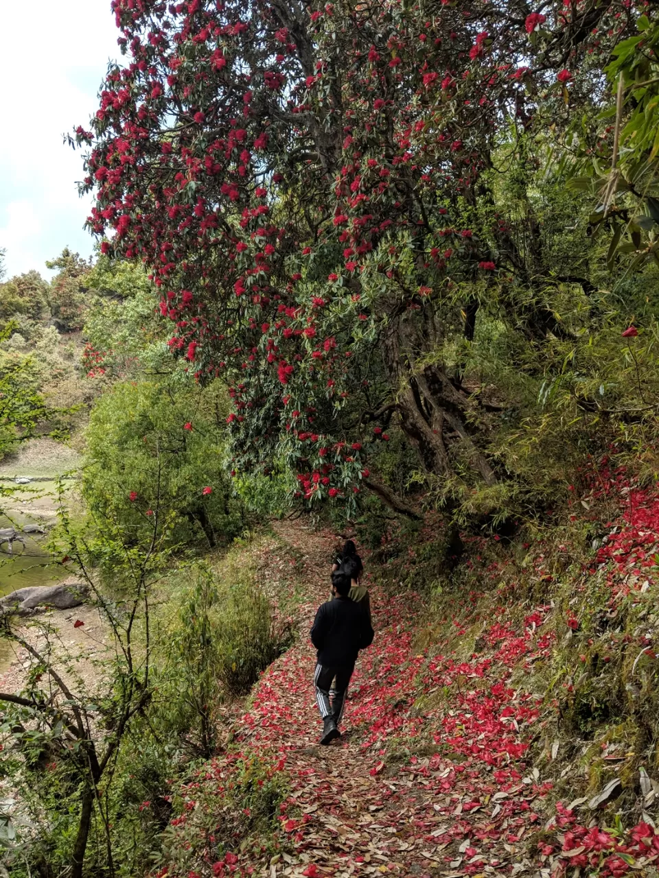Photo of Trip to Chopta -Tungnath - Deoriatal by Dr. Vishal Verma