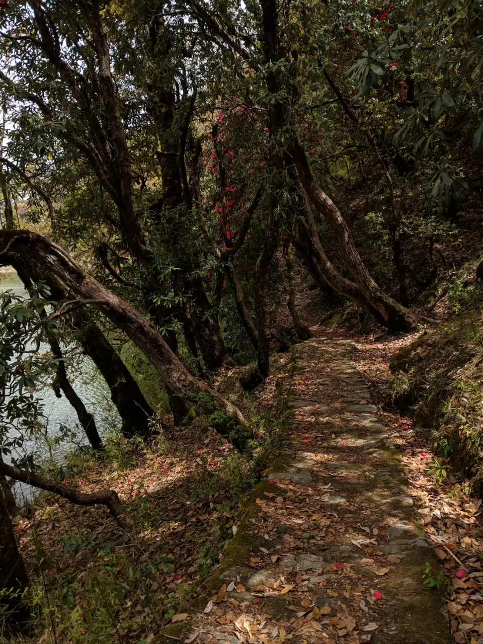 Photo of Trip to Chopta -Tungnath - Deoriatal by Dr. Vishal Verma