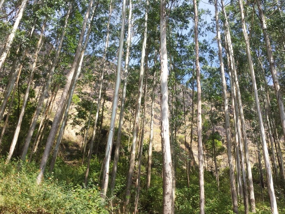 Photo of Munnar: A Magical Experience by Proma Bhattacharya