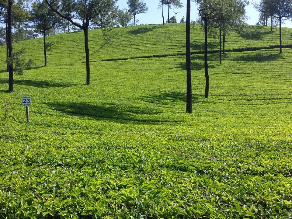 Photo of Munnar: A Magical Experience by Proma Bhattacharya
