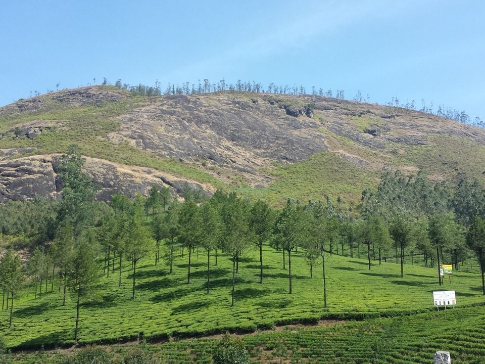 Photo of Munnar: A Magical Experience by Proma Bhattacharya