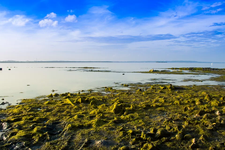 Photo of Morning Tales of Beautiful Buckingham Canal at Marakkanam, India by GOUTHAMKUMAR JANAKIRAMAN