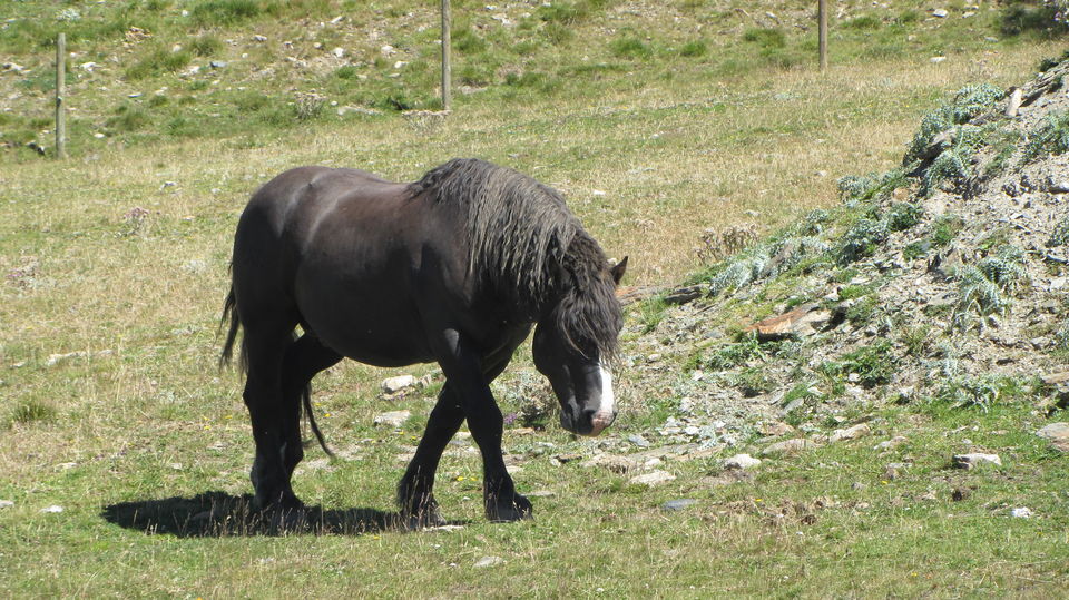 Photo of De mota até aos Alpes 5/35 by Bernardo