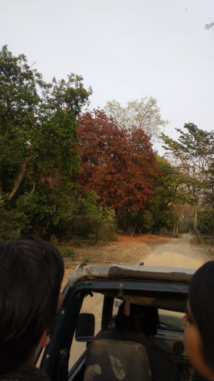 Photo of 3 destinations, 3 days & 5 Friends - Backpacking through Nainatal, Jim Corbett & Sattal! by kriti rampal
