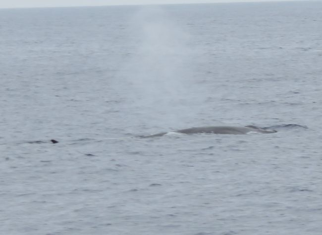 Photo of Our Whale Watching Experience in the Azores by Brook
