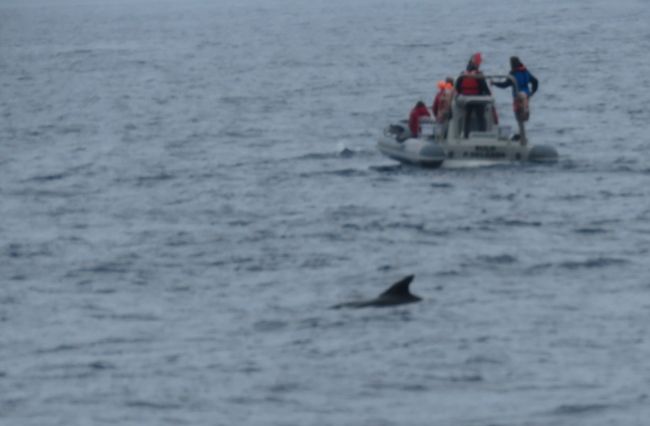 Photo of Our Whale Watching Experience in the Azores 6/17 by Brook
