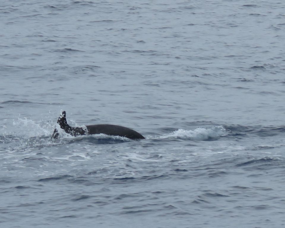 Photo of Our Whale Watching Experience in the Azores 7/17 by Brook