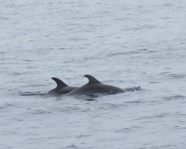 Photo of Our Whale Watching Experience in the Azores 9/17 by Brook
